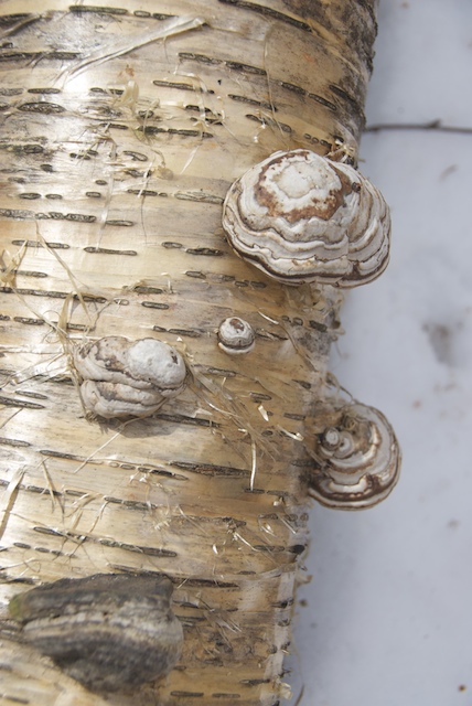 Bracket fungus