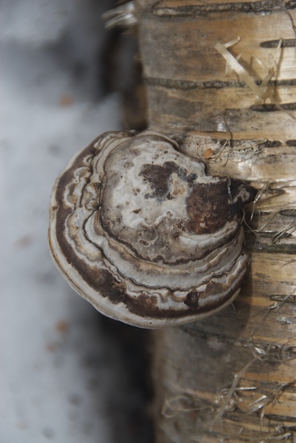 Bracket fungus