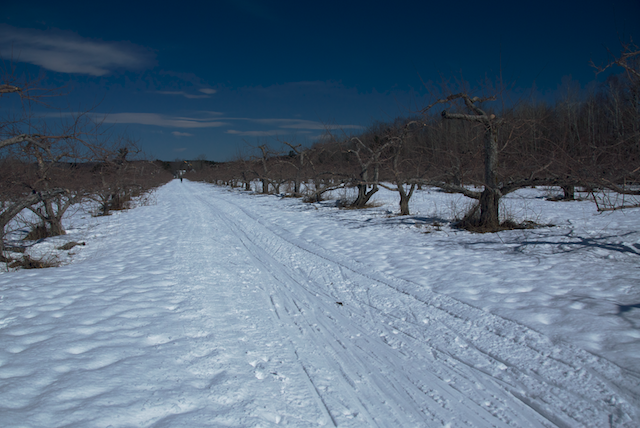 Tracks in the orchard