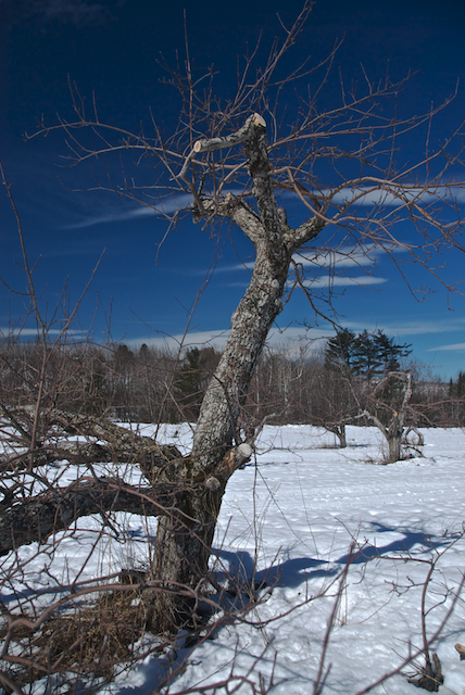 Apple tree