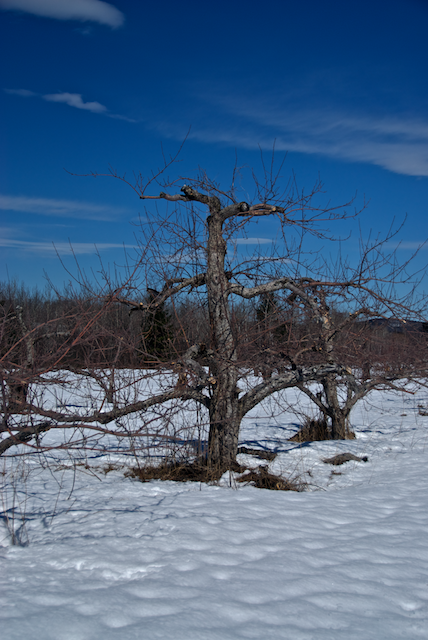 Another apple tree