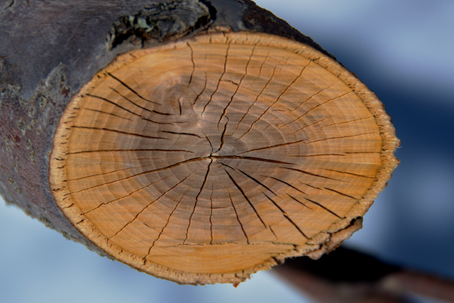 Cut apple tree trunk